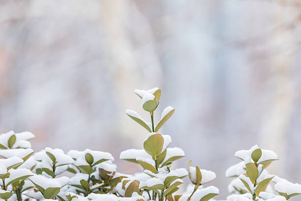 Close-up of evergreen leaves topped with fresh snow, with a softly blurred background that emphasizes texture.