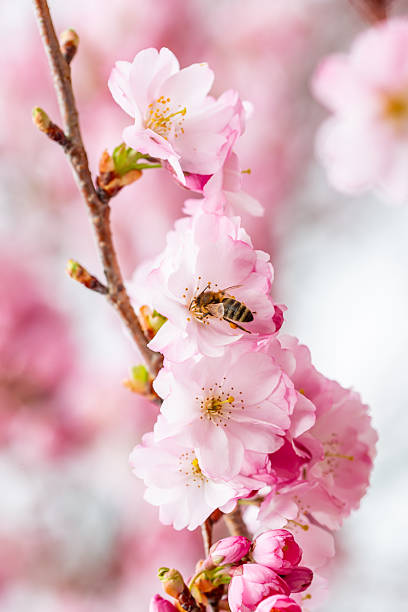 A honey bee flying from flower to flower on a blooming prunus kursar (First Lady Cherry) tree in early spring
