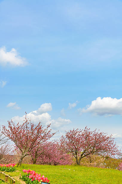 Spring, the flower is the first sign of the arrival of summer