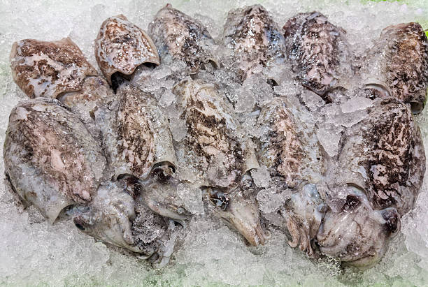 Three fresh squid. Raw seafood is placed on a white plate to be cleaned and skinned. Raw squid. Ingredients for cooking. Seafood dishes and cuisine. Graphic resources. Copy space