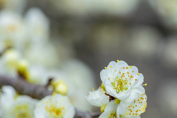 Cherry blossom close-up on a blue sky background. Beautiful bokeh, space for copy.