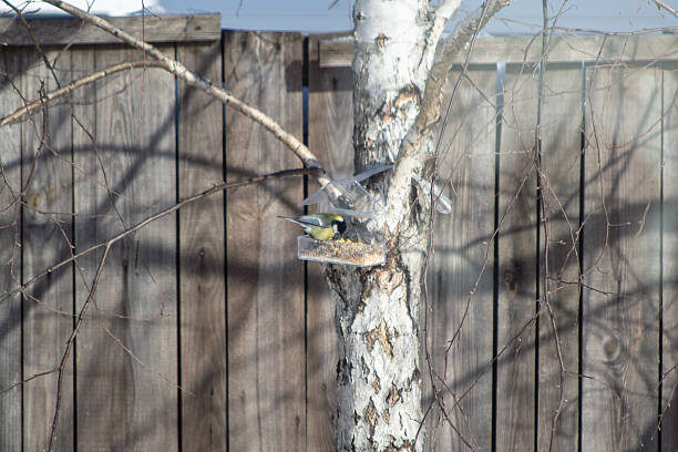 A little tit eats from a transparent bird feeder on a tree in winter