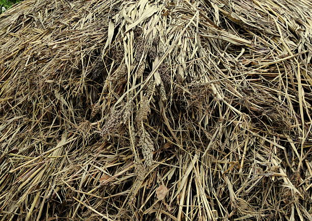 Stack of sorghum stalks drying in open air after harvest in India