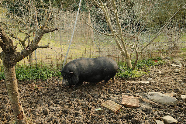Black pot-bellied pig standing outdoors on muddy ground near trees. Rural farm animal in Bagno a Ripoli, Tuscany, Italy