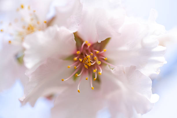 Almond tree flowers aganist the blue sky