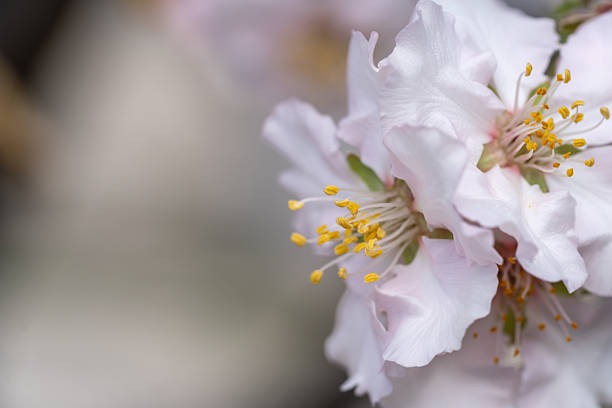 Delicate almond blossom macro with soft petals and yellow stamens in gentle spring light. Selective focus and soft focus create a dreamy floral nature background full of life.