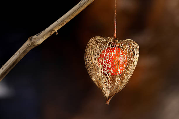 Macro shot of a fragile filigree skeleton from the winter cherry, also known as Chinese lantern, (Physalis alkekengi), revealing a bright orange berry inside.