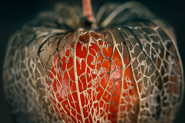 Chinese lantern, also known as Japanese lantern, Alkekengi officinarum, Bladder cherry, Ground cherry or Winter cherry, is a species of flowering plant in the nightshade family Solanaceae. It is  a perennial ornamental plant, with bright orange to red papery covering over its fruits, which resembles paper lantern.