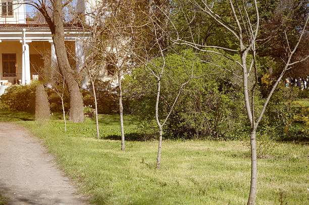 Garden backgrounds with wall and trees