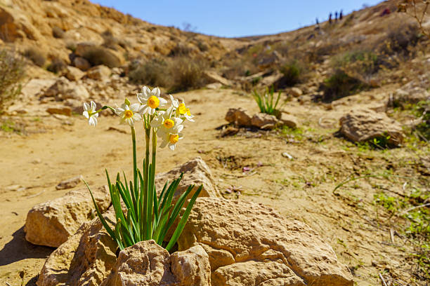 Winter view of Daffodil wildflowers (Narcissus), in the Negev Desert, Southern Israel