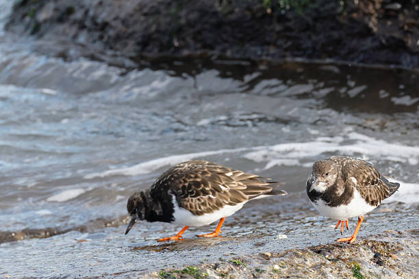 L 21-24cm, WS 43-49cm.Breeds on mainly stony or rocky coasts and in treeless archipelagos: wary, keeping watch from top of shore or boulder.Winters in a variety of coastal habitats.Food highly varied; uses bill to turn over stones or seaweed to obtain prey beneath.This is a Bird that mostly is to be seen along (stony) Coasts in the Netherlands in Winter.