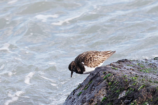 L 21-24cm, WS 43-49cm.Breeds on mainly stony or rocky coasts and in treeless archipelagos: wary, keeping watch from top of shore or boulder.Winters in a variety of coastal habitats.Food highly varied; uses bill to turn over stones or seaweed to obtain prey beneath.This is a Bird that mostly is to be seen along (stony) Coasts in the Netherlands in Winter.