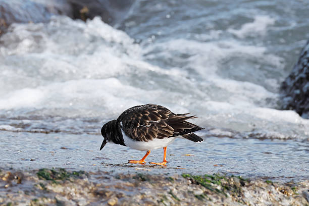 L 21-24cm, WS 43-49cm.Breeds on mainly stony or rocky coasts and in treeless archipelagos: wary, keeping watch from top of shore or boulder.Winters in a variety of coastal habitats.Food highly varied; uses bill to turn over stones or seaweed to obtain prey beneath.This is a Bird that mostly is to be seen along (stony) Coasts in the Netherlands in Winter.
