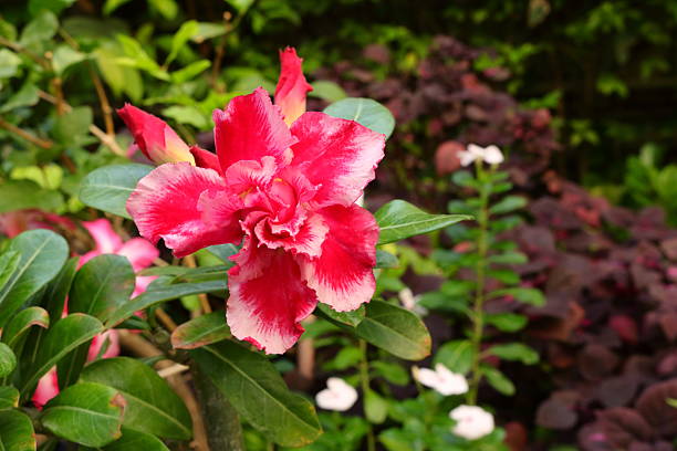 Close-up of vibrant Adenium obesum flower, commonly known as the Desert Rose, characterized by its striking multi-petaled or double blooms. The flower displays a brilliant crimson or deep pink hue with prominent white streaks radiating from the center to the petal edges, creating a high-contrast, eye-catching pattern. Behind the central bloom are unopened red buds, typical of this succulent variety. Known for their unique, swollen water-storing stems called a caudex, these resilient plants are popular for both indoor bonsai and outdoor gardens in warm, sunny climates.