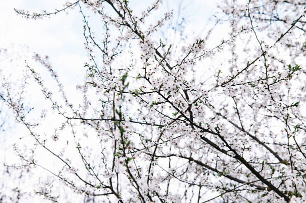 A beautiful spring scene featuring a fruit tree in full bloom with delicate white blossoms. The collection captures various angles from wide landscape shots of the whole tree to close-up details of branches and petals against an airy, bright background, symbolizing the renewal of nature and the beauty of springtime.