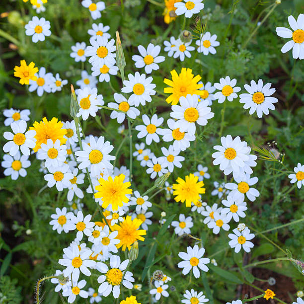 A vibrant mix of bright white daisies and cheerful yellow wildflowers covers the ground, creating a beautiful and dense tapestry of blooms.