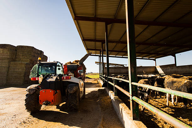 Tractor distributing feed to dairy cows inside modern livestock facility. Rural farm production with sunlight, dust and agricultural machinery in operation.
