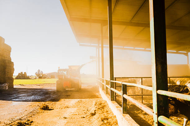 Tractor distributing feed to dairy cows inside modern livestock facility. Rural farm production with sunlight, dust and agricultural machinery in operation.