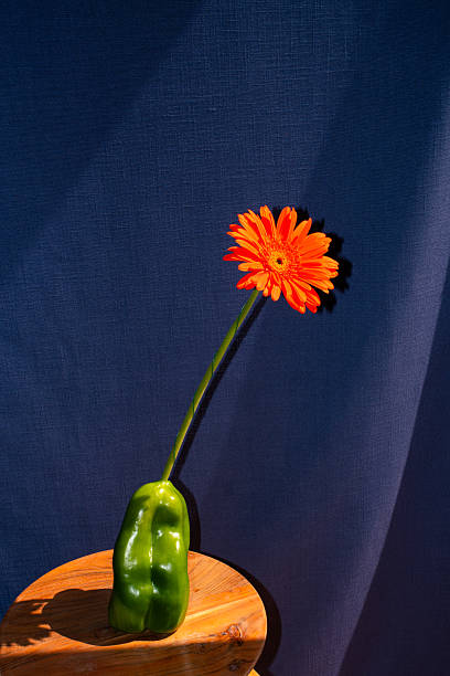 Gerbera Bluete in blauer Flasche vor schwarzem Hintergrun