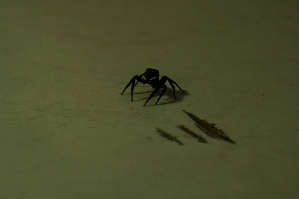 Macro spider