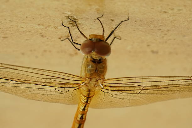 Macro insects