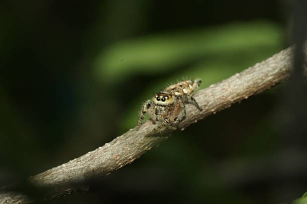 Macro spider