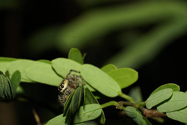Macro spider