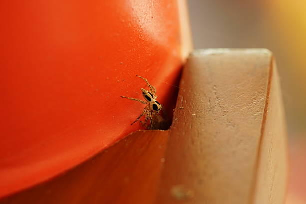 Umbria, Italy:Nest of spiders