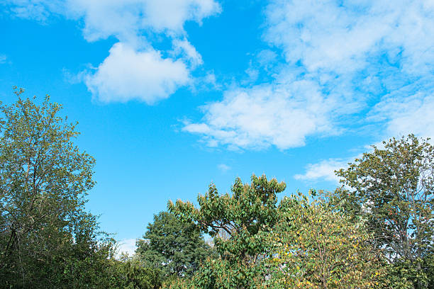 A peaceful natural landscape featuring vibrant green trees and manicured lawns under a wide, clear blue sky with soft white clouds. The composition is designed with significant copy space in the sky area, perfect for summer or environmental themes.