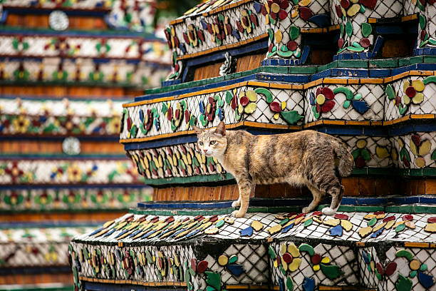 A stray cat standing on an ornate ceramic mosaic structure at a historic temple in Bangkok, Thailand, blending everyday street life with traditional Thai architecture and vibrant decorative details.