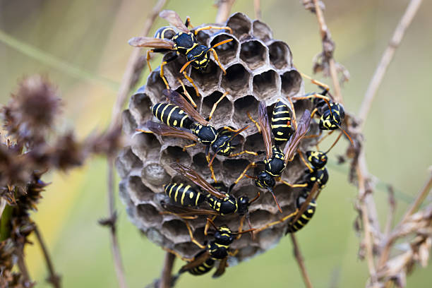 European paper wasp.