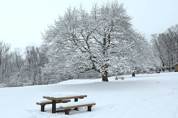 January winter nature and landscapes- Snow, bench.