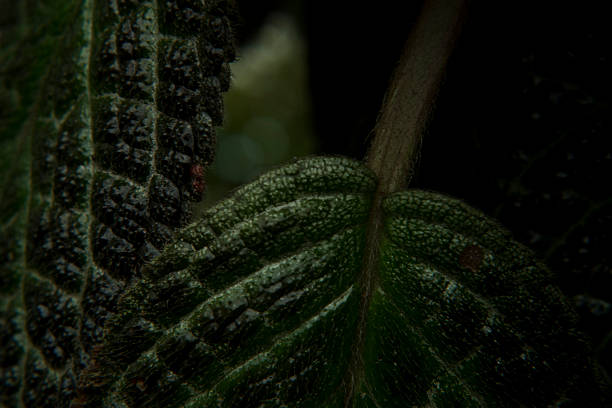 Macro Close-Up of Textured Green Leaf Veins