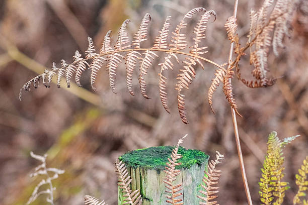 A mossy tree stump stands in a forest, its top covered in a lush, emerald-green layer. Soft bokeh blurs the background, where dry, brown fern fronds frame the textured wood.