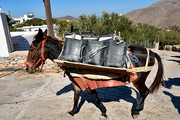 A donkey in the narrow alleys of Midyat