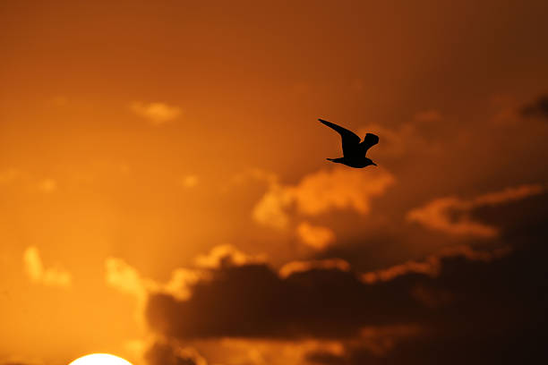 Fishing Boats, Birds and Sunrise in Islamorada in the Florida Keys on the Atlantic Ocean