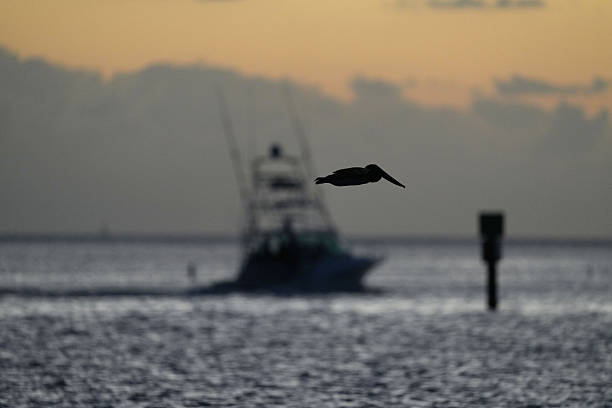 Fishing Boats, Birds and Sunrise in Islamorada in the Florida Keys on the Atlantic Ocean