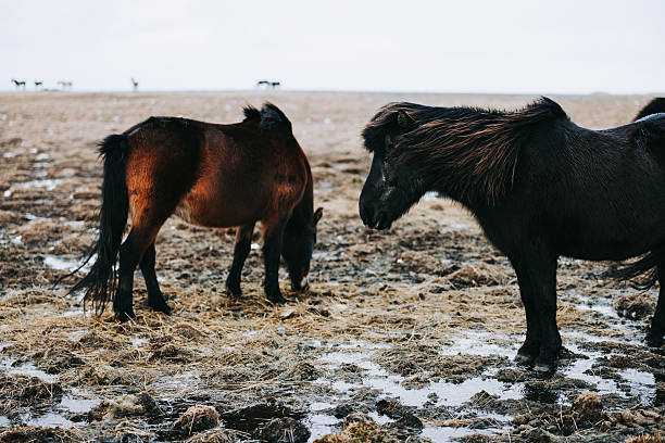 Two Icelandic horses braving winter, grazing on a muddy, partially frozen field in a vast open countryside under a cold, cloudy sky, serene and windswept landscape