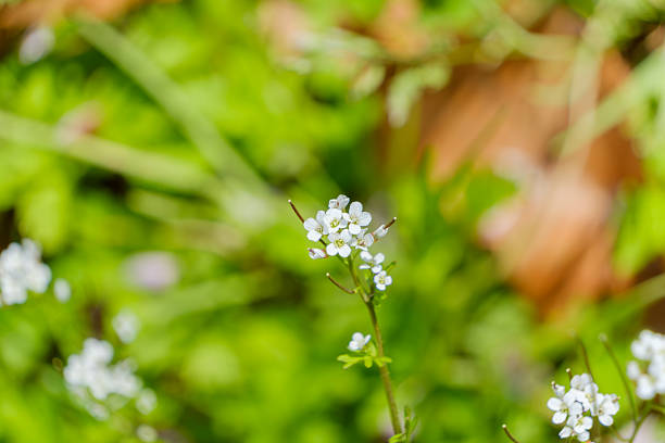 A close-up shot of delicate small white wildflowers of the Brassicaceae family blooming against a blurred green background in spring.