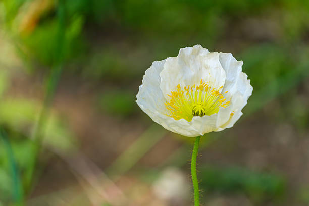 Poppy in macro