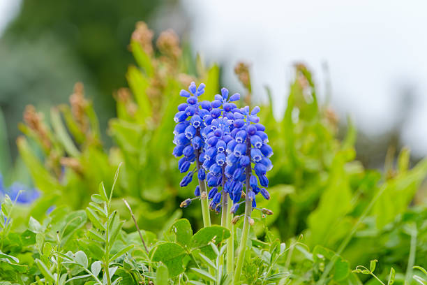 Close up image of Muscari flowers taken in Japan.