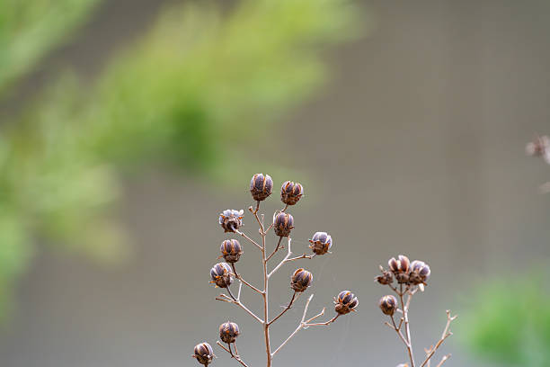 A minimalist shot of weathered, brown seed pods of a crape myrtle tree standing against a soft, muted background.
