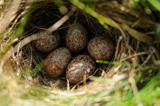 Looking down into a Sparrow nest