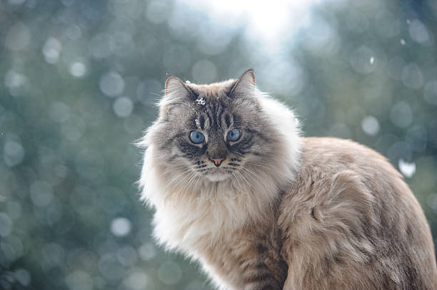wild cat in a snowfall with a forest in the background