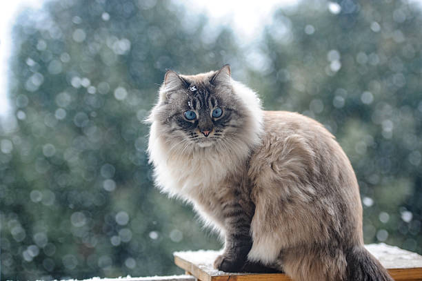 Cat walking on the fence in the winter  gray cat on the fence