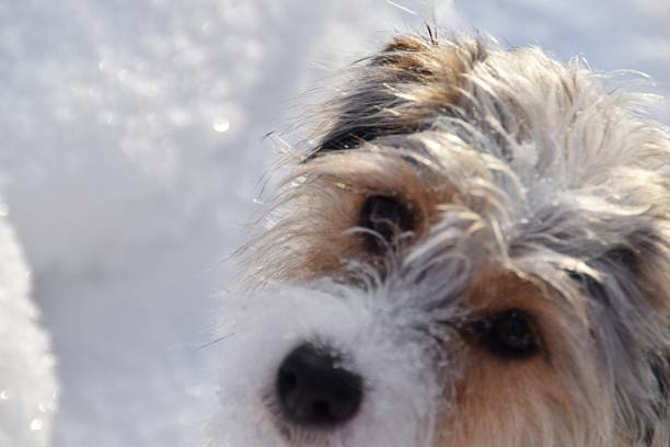 A cute young and little dog is outdoor in cold and sunny winter day.