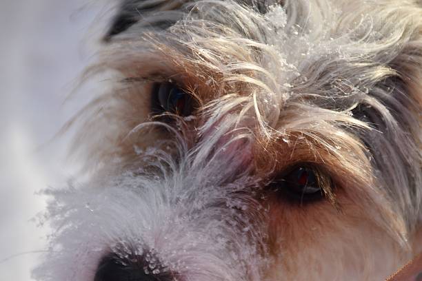 A cute young and little dog is outdoor in cold and sunny winter day.