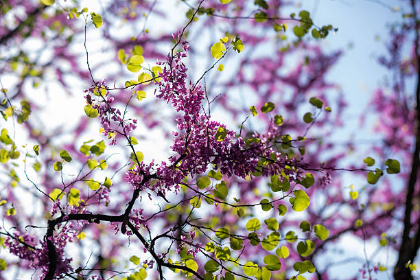 Judas tree branches with vibrant pink blossoms and new green leaves against a bright sky