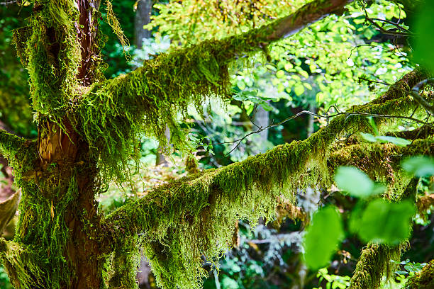 Moss-covered branch in Columbia Gorge's Spirit Falls, capturing the lush textures and vibrant greens of a tranquil Washington forest. The image evokes nature's raw beauty and serene environment, perfect for eco-friendly themes.