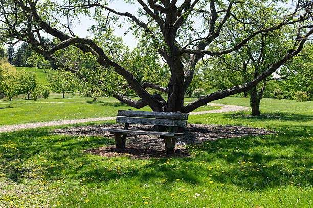 Peaceful park landscape with an empty wooden bench under a large tree. Green grass, walking path and spring nature scenery.